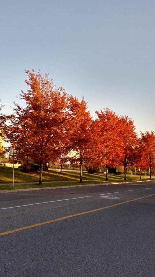 Village At York U Toronto