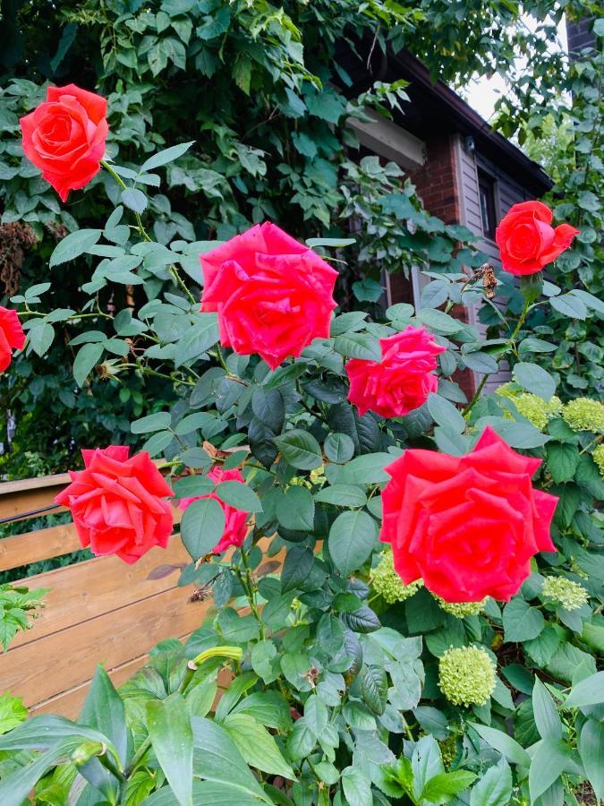 Homestay Luxury Iv East York Space Share Canada