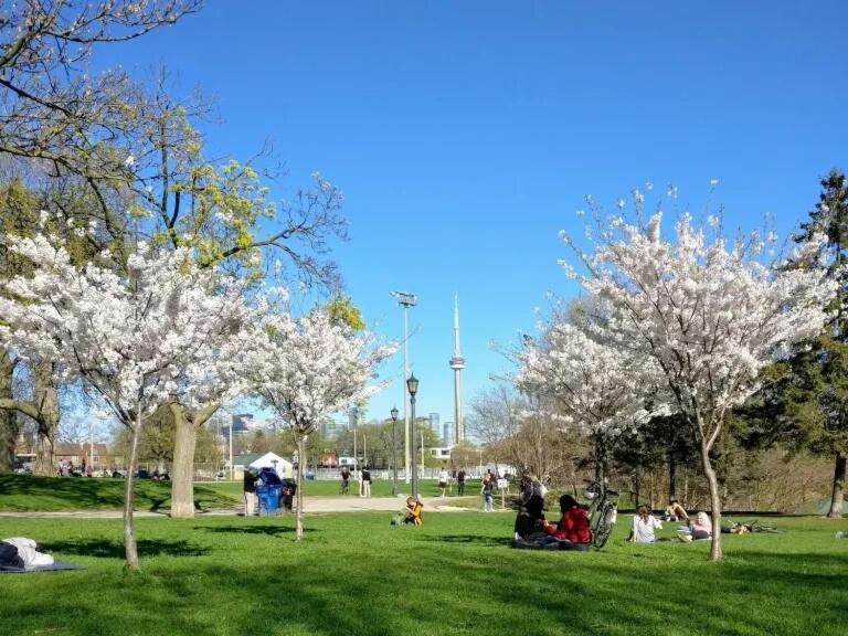 Mins Walk To Trinity Bellwood Park From Your Downtown Apartment *