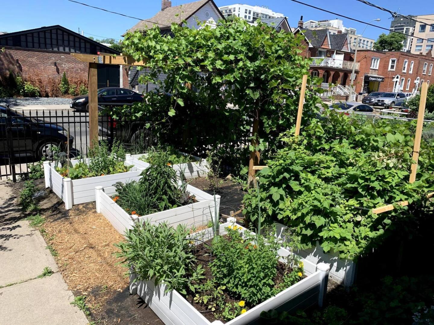 Organic Garden In Junction Triangle Toronto