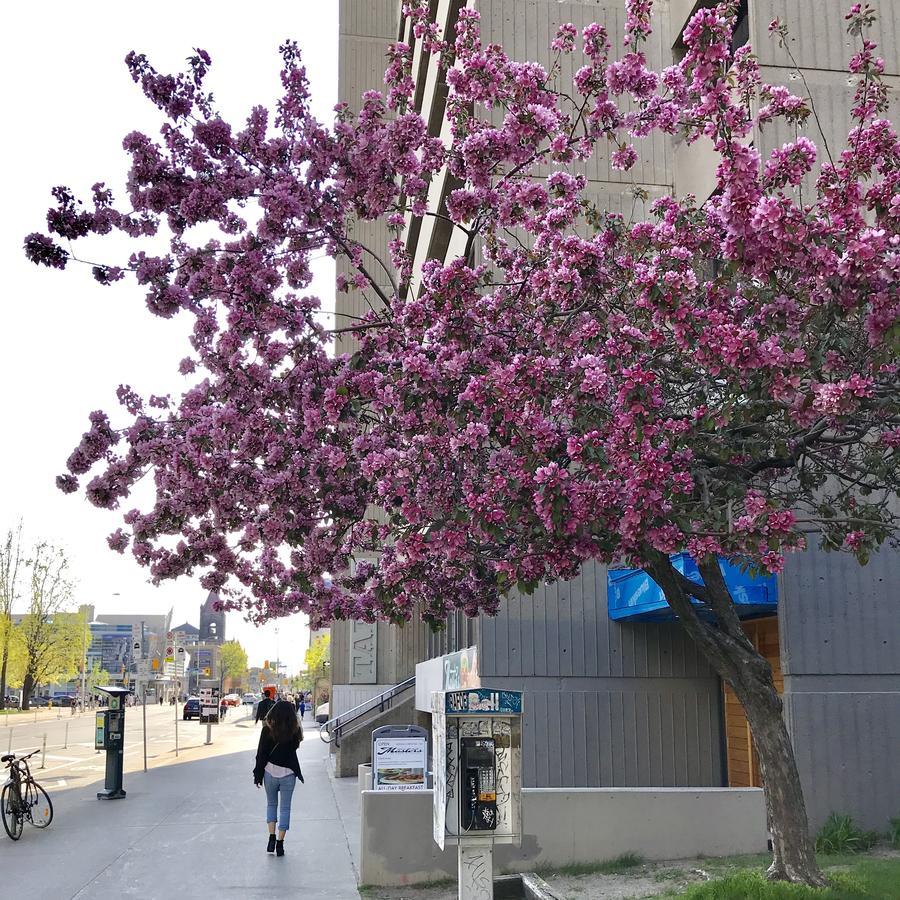Tartu College Student Toronto