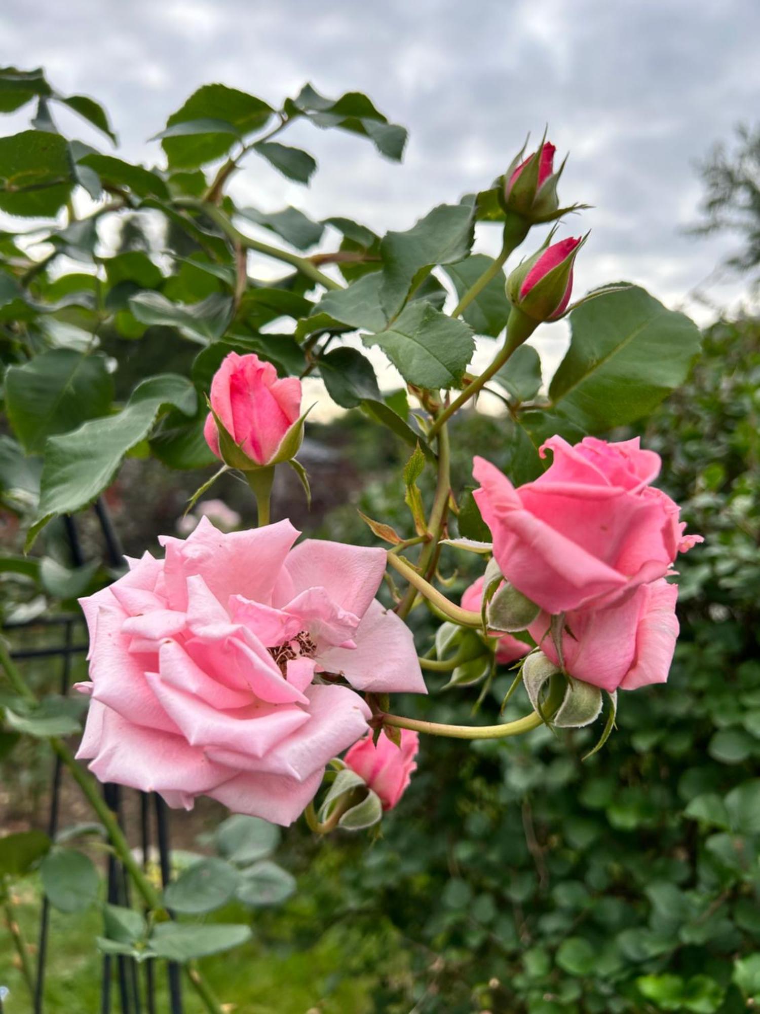 Peaceful Cosy With Garden View, Private Parking Guest house Toronto