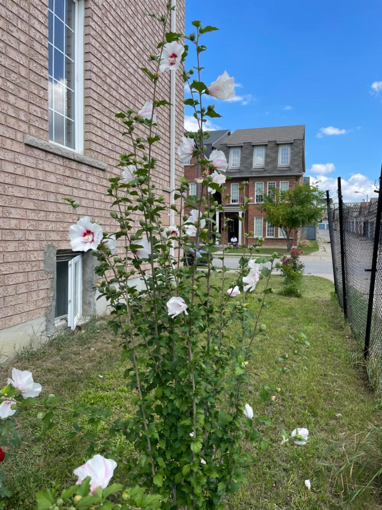 Nice At York University Guest house *